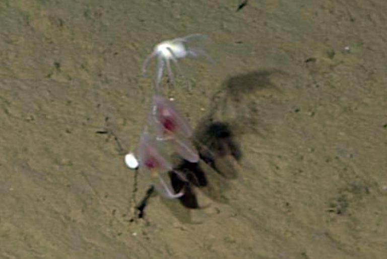 Gąbka na dnie morskim. (Zdjęcie: MBARI)