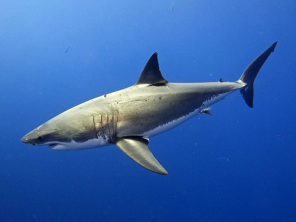 Great white shark (Elias Levy)