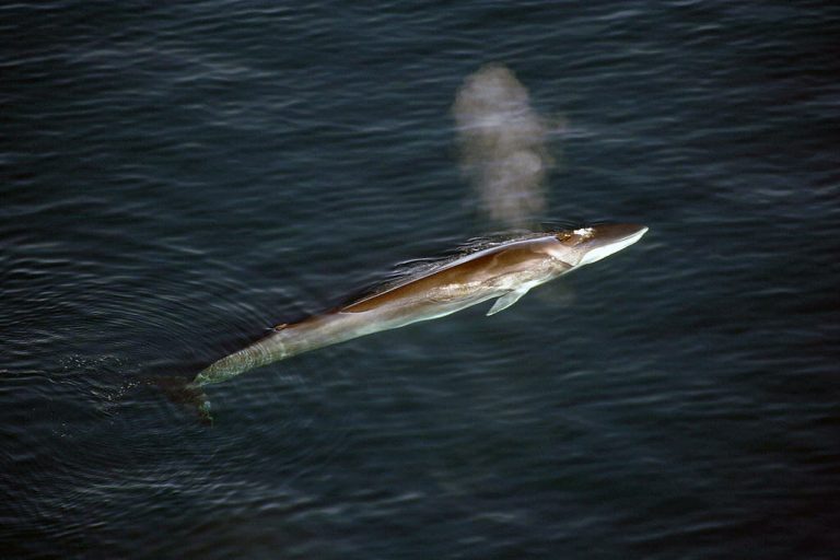 Happy to help - a fin whale. (Picture: Aqqa Rosing-Asvid)
