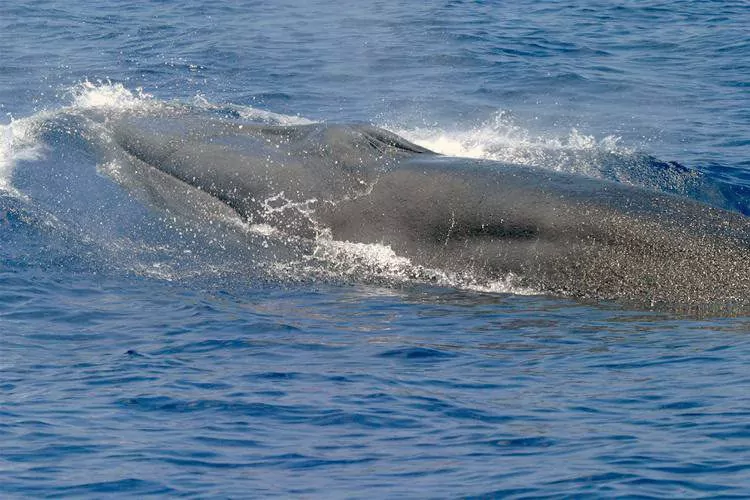 New whale in Gulf of Mexico