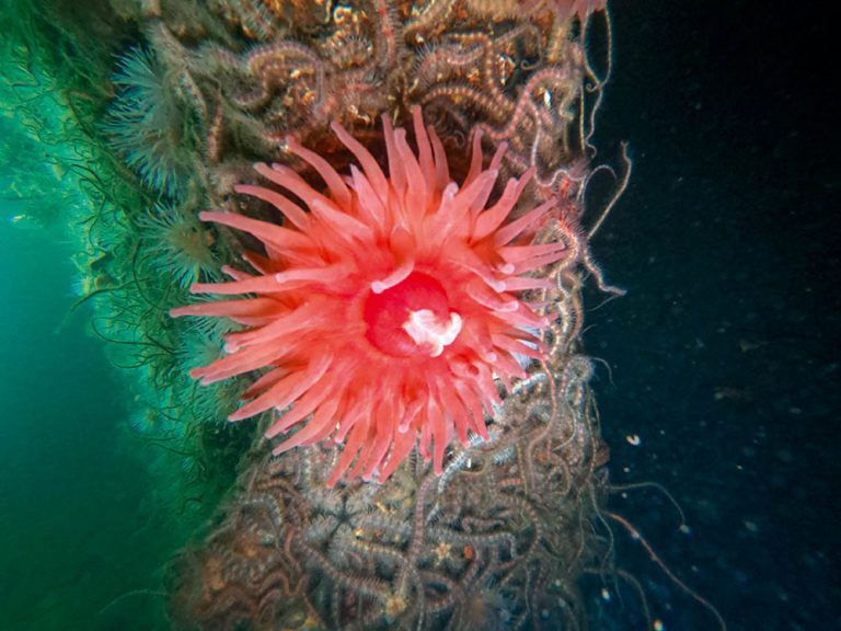 Dahlia anemone on the Akka