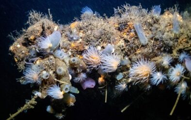 Sealoch kökörcsin a Conger sikátorban.