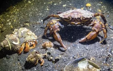 An assortment of crabs at Twin Piers.