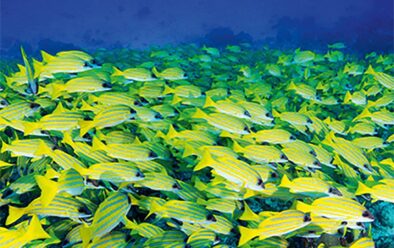 A typical Maldives reef sight.