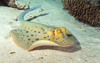 Ang pagbabalik sa Red Sea ay malamang na mataas sa mga listahan ng mga divers sa UK.