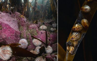 Edible urchins eating kelp; blue-rayed limpets.