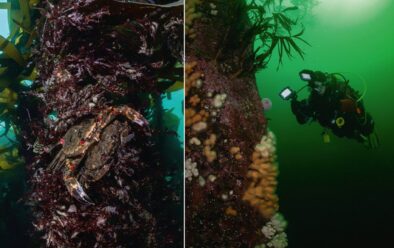 Mating velvet swimming crab; maninisid sa dingding.