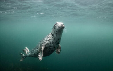 Een nieuwsgierige grijze zeehond.