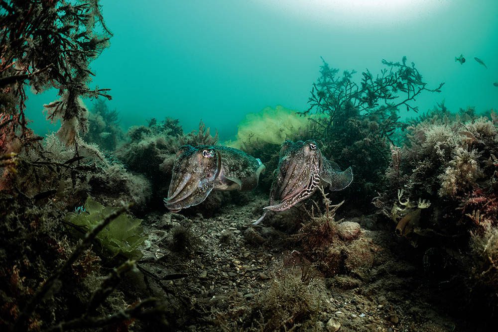 1120 Babbacombe Cuttlefish Pair