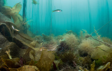 Pemandangan indah dengan wrasse corkwing.