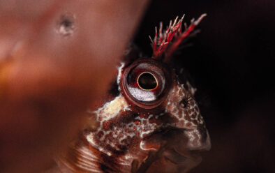 Tompot blenny