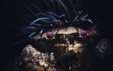 Velvet swimming crab by snakelocks anemone.