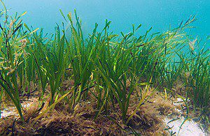 SEAGRASS