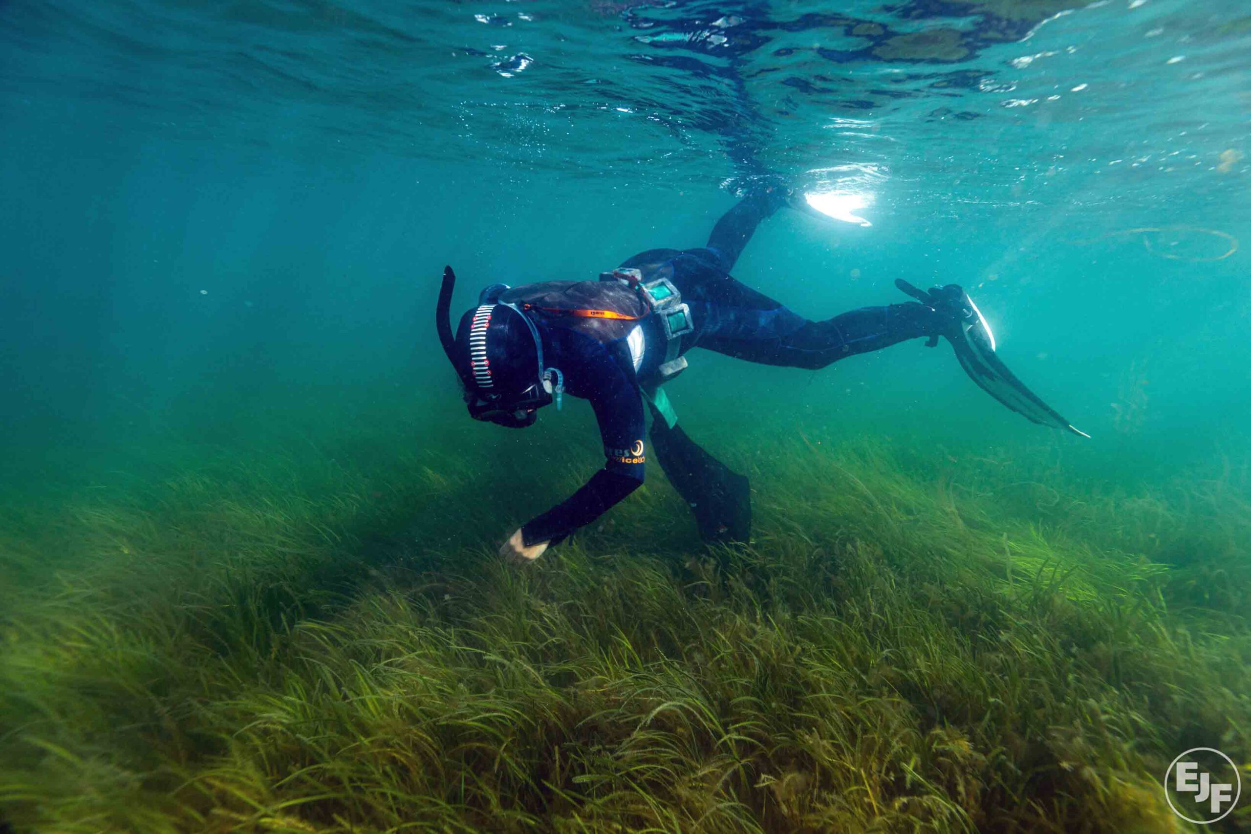 Naka-scale ang seagrass