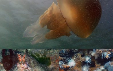 Marine life at the Hazardous site including a jellyfish; tompot blenny; anemones.