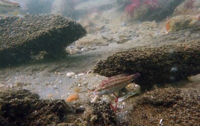 The wreck site.