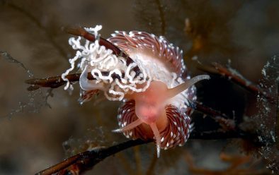 The site is known for its nudibranch population…