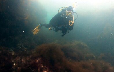 Guns in the gully 2 Dave Gibbins exploring the area of kelp-covered gullies.