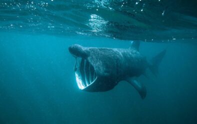 Basking shark at the Isle of Coll.