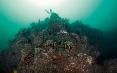 Tentera ketam yang hebat di Martin's Haven di Wales.