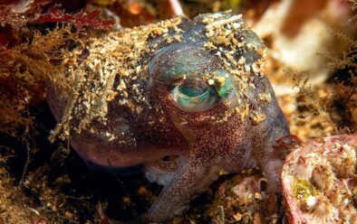 Stout bobtail squid at Loch Carron.