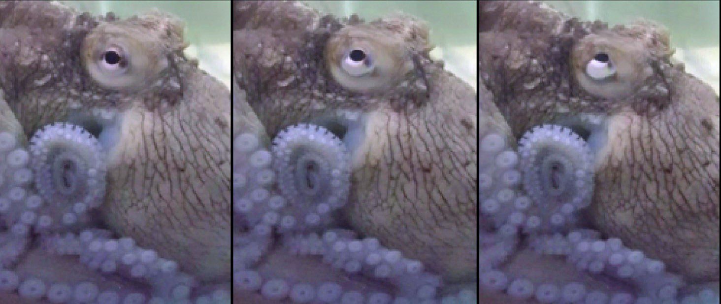 Octopus X