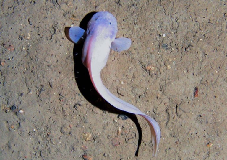 The inspiration - a hadal snailfish. (Picture: Paul H Yancey)