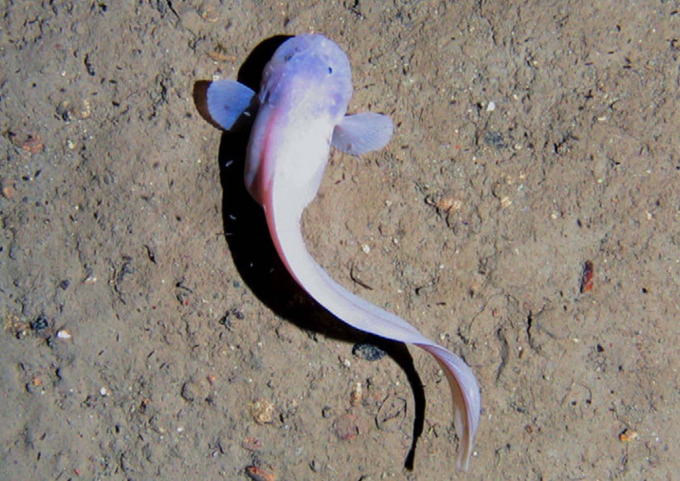 Hadal snailfish