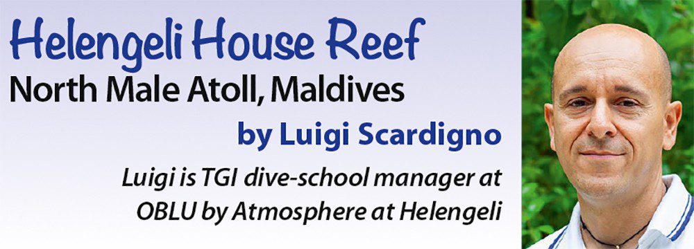 Helengeli House Reef - North Male Atoll, Maldives by Luigi Scardigno - Luigi is TGI dive-school manager at OBLU by Atmosphere by Helengeli