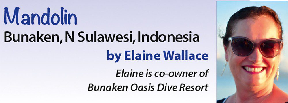 Mandolin - Bunaken, N Sulawesi, Indonesia by Elaine Wallace - Elanie is co-owner of Bunaken Oasis Dive Resort