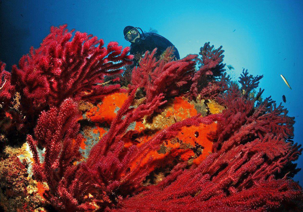 Red coral and gorgonians at Cap Norfeu