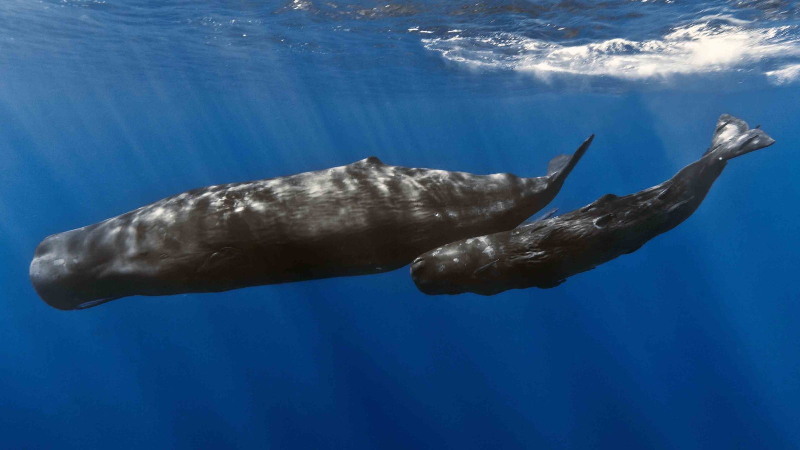 Sperm whale and calf Gabriel Barathieu scaled