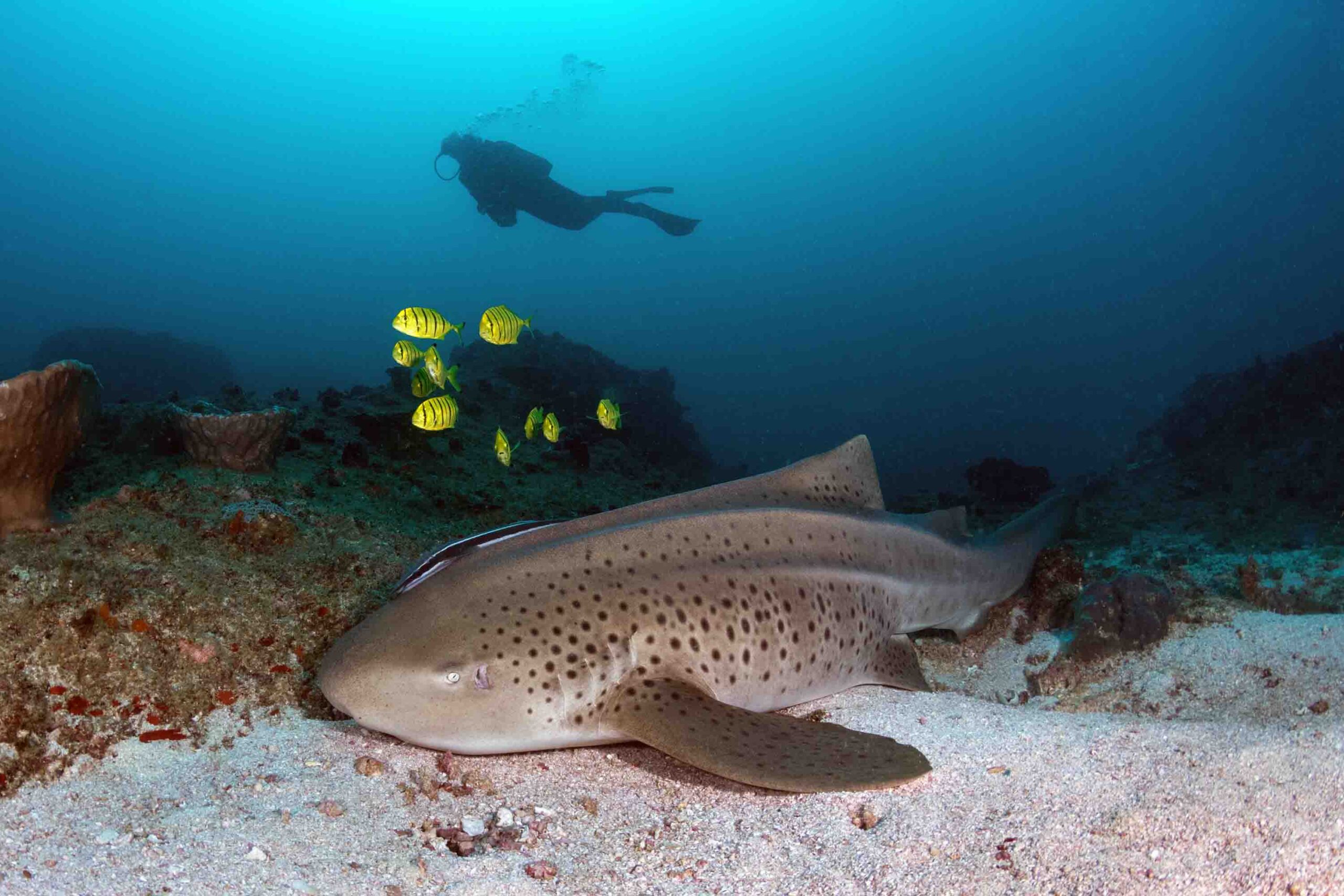 Leopard shark scaled