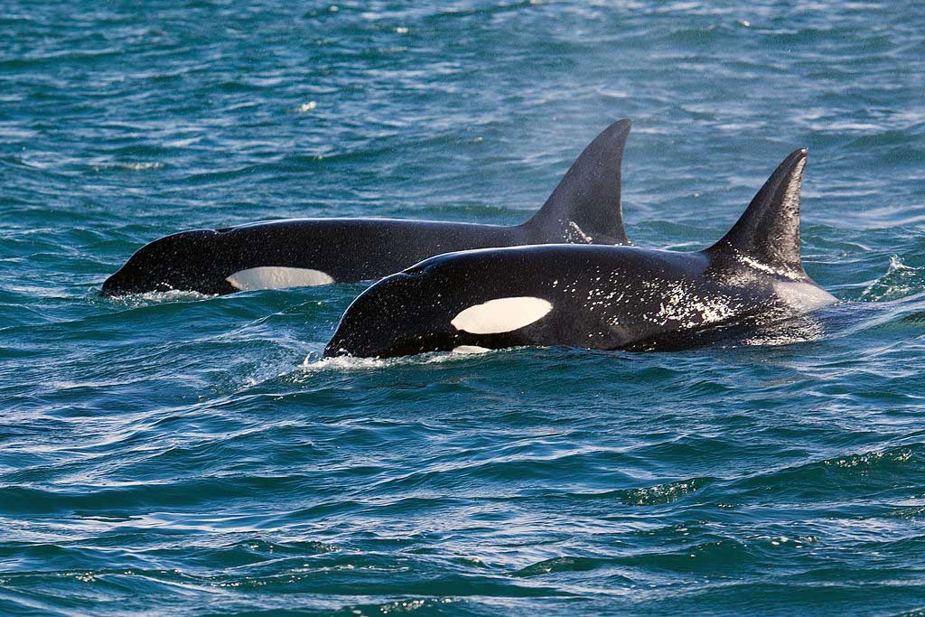 Orcas Like Kids At A Party Divernet