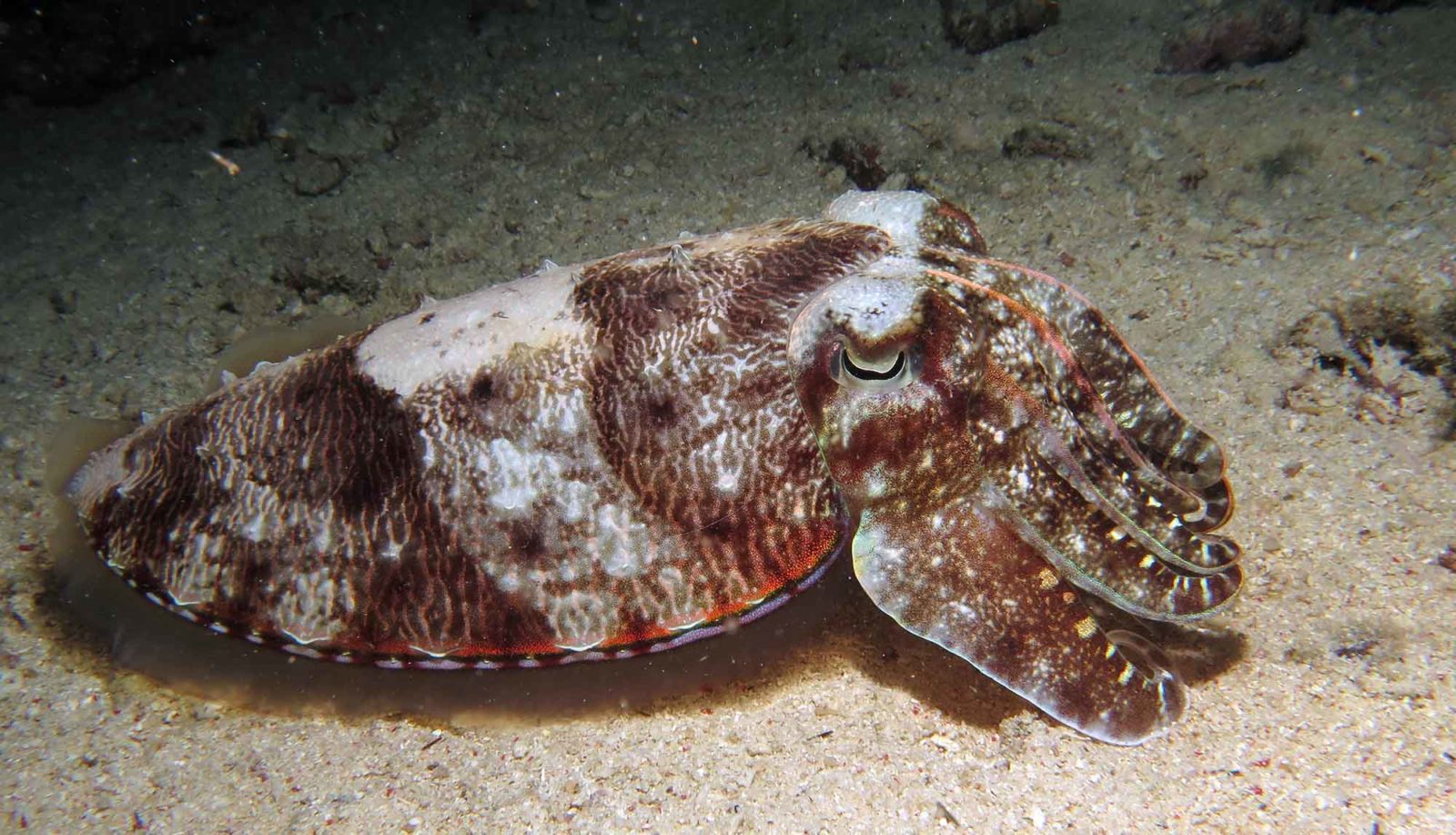 Cuttlefish 3
