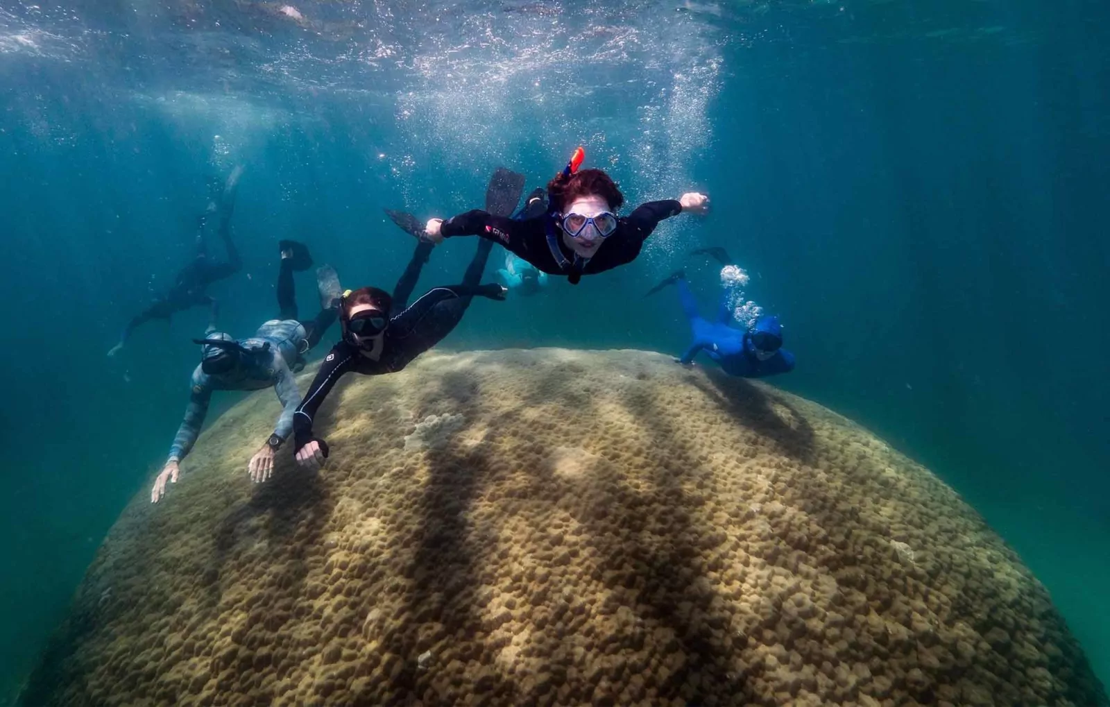 Giant coral