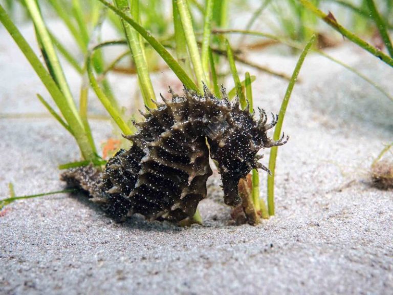 Restoring seagrass attracts seahorses. (Picture: Mark Parry, OCT)
