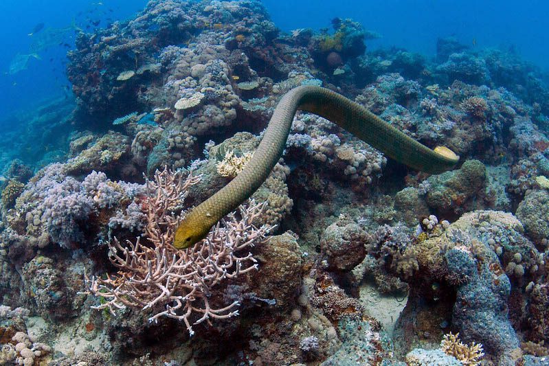 Olive sea snake