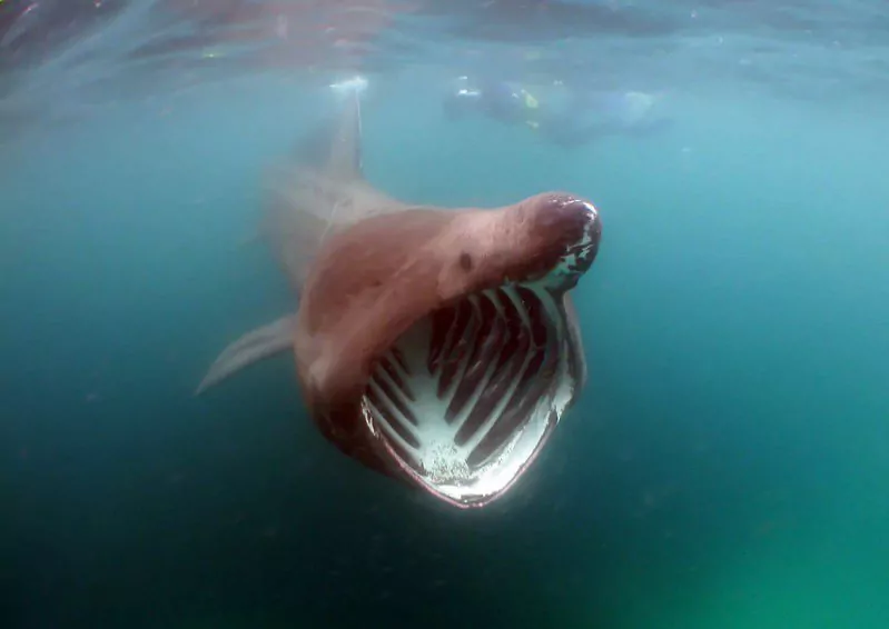 Basking shark