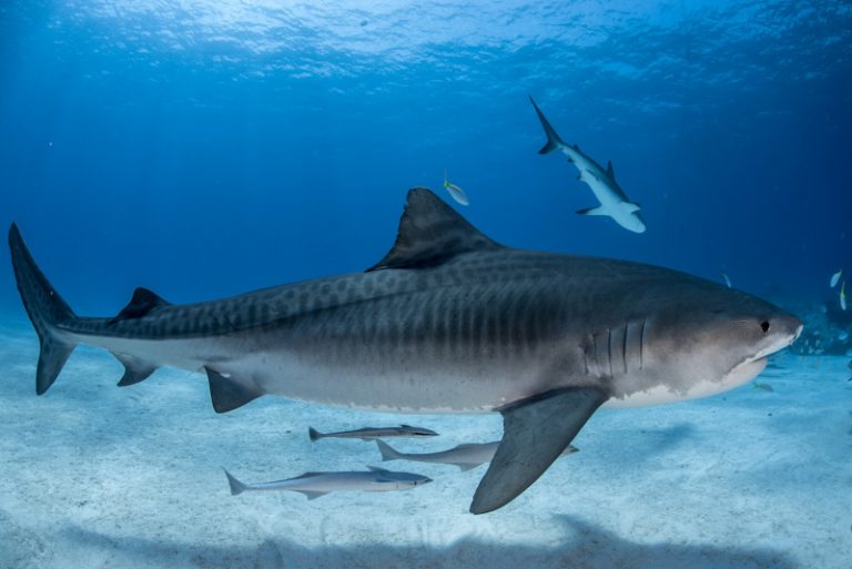 Os tubarões-tigre passam o inverno nas Bahamas, depois migram para o oceano aberto, mas permanecem no Atlântico. (Foto: Christopher Vaughan-Jones)
