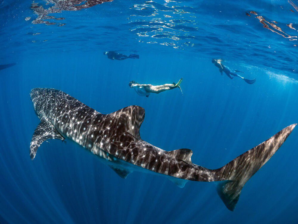 Whale shark 3