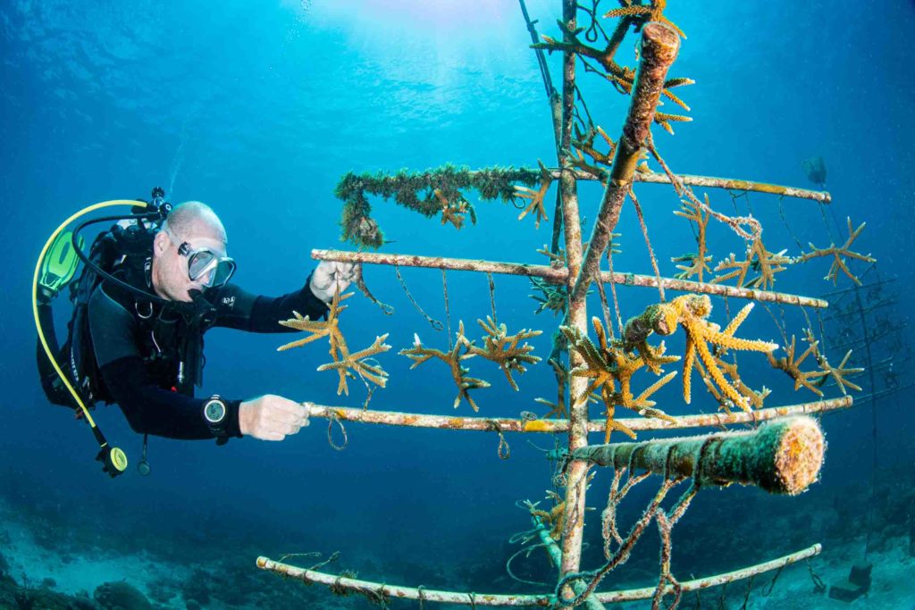 1st Underwater Conservation CATHERINE HOLMES Coral tree