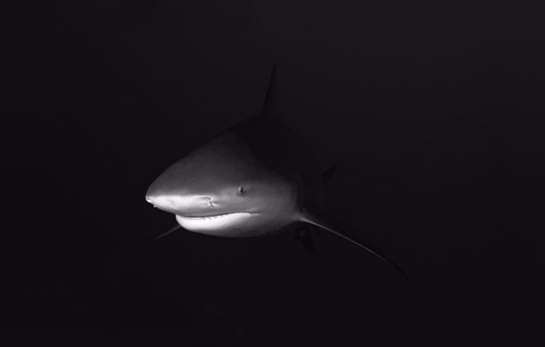 鯊魚襲擊