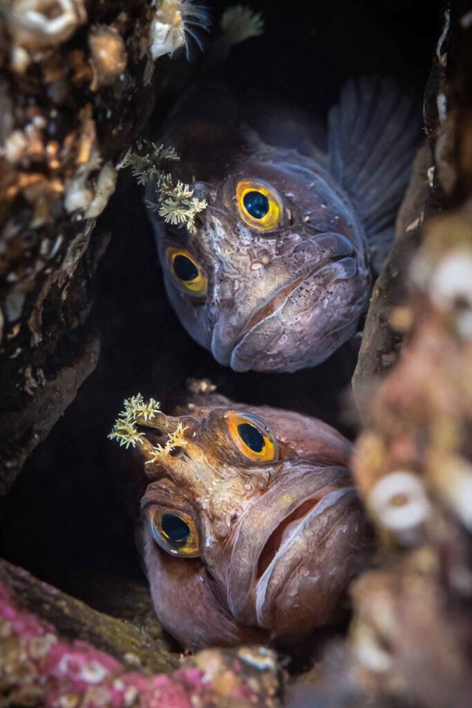 Vencedor do British Waters Macro © Dan Bolt / UPY 2022 (Reino Unido). “Best Buddies” Yarrels blennies, Loch Carron, Escócia. Olympus OM-D E-M1, macro Olympus 60mm, Aquatica A-EM1, 2 x Sea & Sea YS-D1 f/8, 1/250, ISO 500