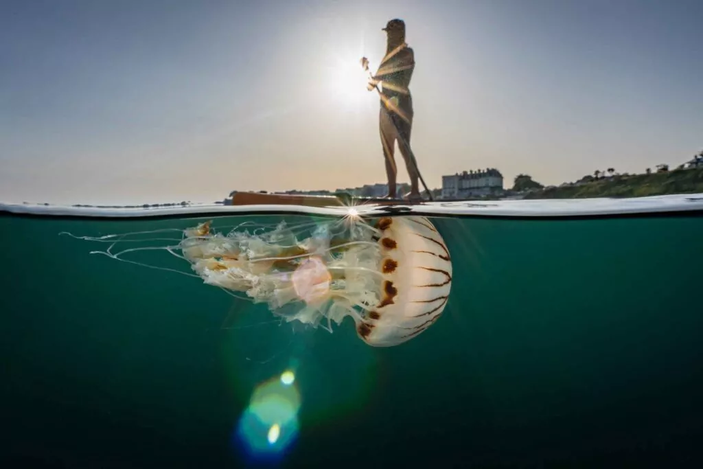 British Waters Living Together Winner © Lewis Michael Jefferies / UPY 2022 (UK). “A Peaceful Coexistence” Compass jellyfish in Falmouth Bay, Cornwall. Sony A7iii, Sony 16-35, Nauticam A7riii, 2 x Inon Z240. f/22, 1/250th, ISO 320