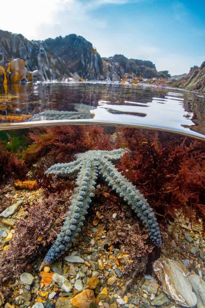 Vincitore del British Waters Compact © Martin Stevens / UPY 2022 (Regno Unito). Rock Pool Star: stella marina spinosa in piscina, Falmouth, Cornovaglia. Canon G9X MKII, fisheye Weefine WFL-02, Fantasea FG9X. f/1, 1/60, ISO 160