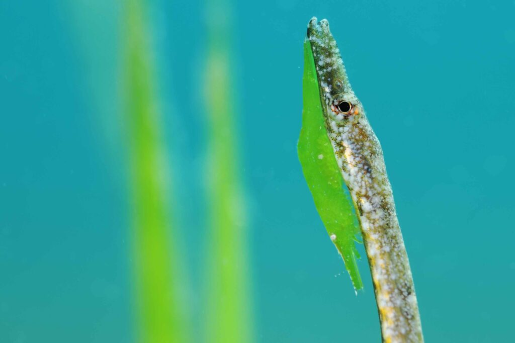 宏觀獲勝者 © Javier Murcia / UPY 2022（西班牙）。 「擬態」海草中的海龍魚和綠蝦，西班牙拉阿佐希亞。尼康 D850、尼康 AF 微距尼克爾 60mm f/2.8D、Isotta D850、Inon z330。 f/8、1/250、ISO 200