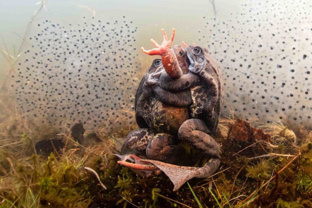 行為與我的後院獲獎者 © Pekka Tuuri / UPY 2022（芬蘭）。 「你所需要的就是愛」芬蘭萬塔池塘裡的青蛙交配。佳能 5D Mark III、EF8-15mm F4 + Kenko 1.4 增距鏡 @15mm、Subal 5DIII。 f/11、1/30、ISO 640