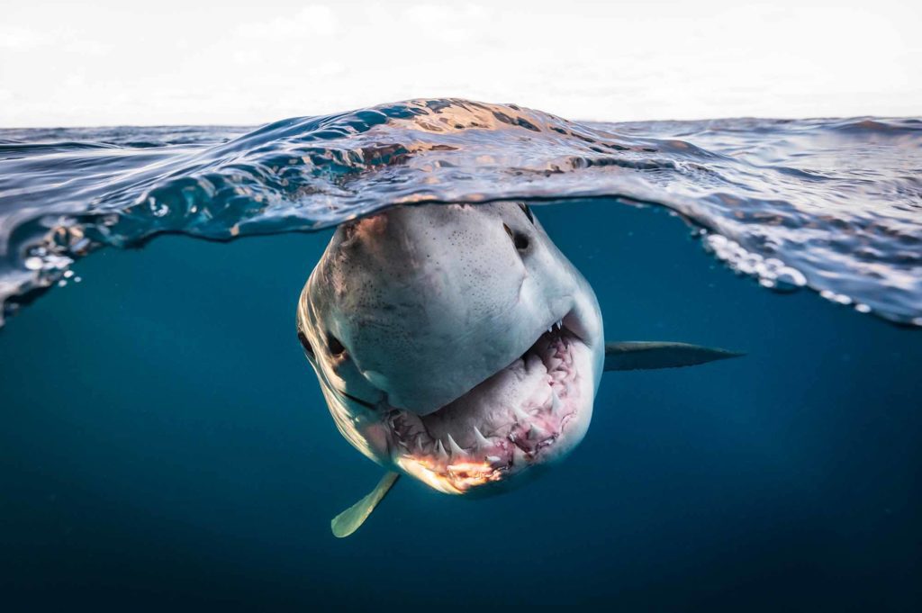 British Underwater Photographer of the Year © Matty Smith / UPY 2022 (Australia). “Great White Split” North Neptune Islands. Nikon Z6II, Nikkor 14-24mm F2.8 S Series, Aquatica Digital. f/8, 1/1000th, ISO 2800 