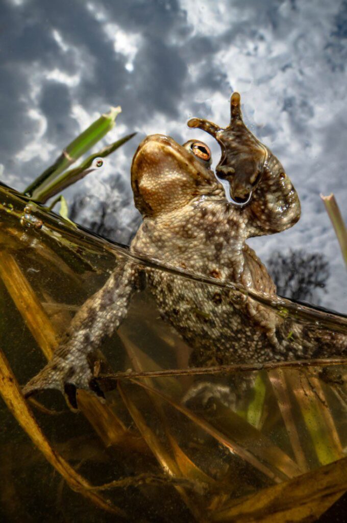 Compact Winner © Enrico Somogyi / UPY 2022 (Germany). "Peace" Toad sa Leipzig pond. Sony RX100vii, Fantasea UWL-09, Fantasea, 3 x Backscatter Miniflash. f/8, 1/2000th, ISO 160